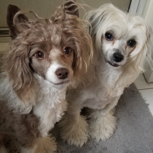 Meet your Posher, Zara - Picture 2 of 3